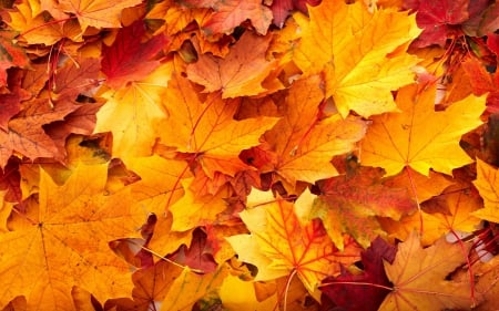 Autumn Leaves - leaves, nature, autumn, autumn leaves