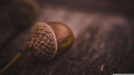 Nut - nut, abstract, close-up, wood, brown, photography, harvest, HD, forest, fall, nature, autumn, macro, wallpaper