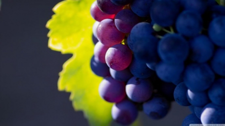 Grapes - autumn, photography, leaf, fall, harvest, macro, food, berry, fruits, wallpaper, berries, hd, nature, abstract, close-up, grape, leaves