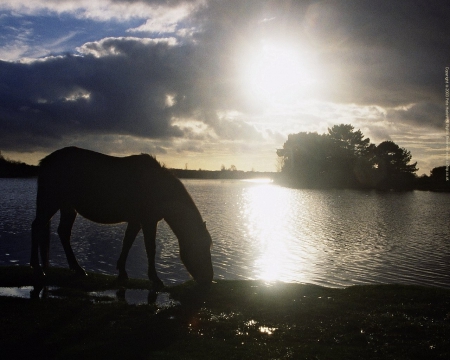 Horse - lake, sunset, horse, clouds