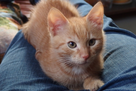 My sweet Topi - sweet, lovely, blue, kitten