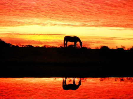 Horse sunset - lake, horse, sunset, reflection