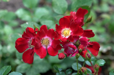 Flowers - nature, flowers, red, beautiful