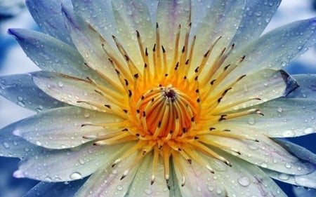 Dewdrop Lotus