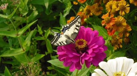 Butterfly - flower, purple, butterfly, nature