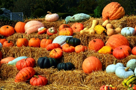 Pumpkin harvest - fall, decoration, autumn, straw, edible, colors