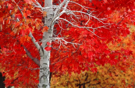 Red Autumn - leaves, colorful, fall, tree