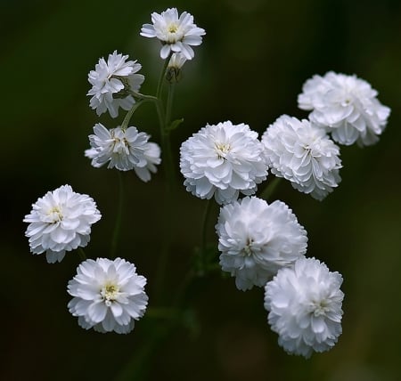 White Flowers - white, flower, great, nature