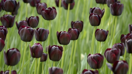 Tulips - flowers, farm, tulip, amazing