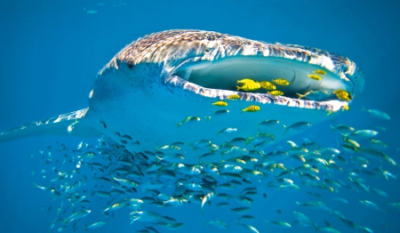 WHALE SHARK AT THE HUNTING - prime portal, wallpapers up, sema show, socal customs