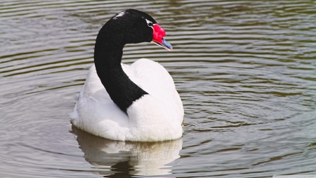 black necked swan - bird, neck, back, swan