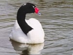 black necked swan