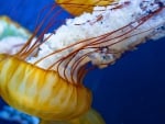 japanese sea nettle