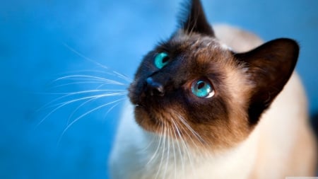 she only love me because..... - siamese, blue, feline, cat