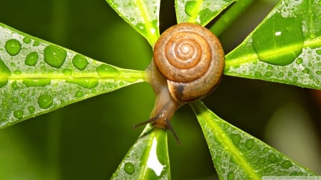 snail after the rain - insect, leaf, raindrop, snail