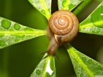 snail after the rain