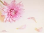 Pink Gerbera