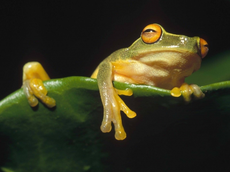 frog - frog, leaf, tree, green