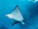 manta ray