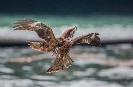 Birds Falcons - sky, falcons, birds, fly