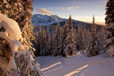 Mountains - winter - snow, Mountains, winter, forest