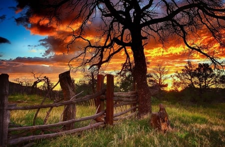 Sunset - fence, tree, sunset, landscape