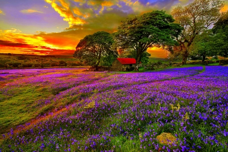 LAVENDER FIELD - nature, sunset, field, house, lavender