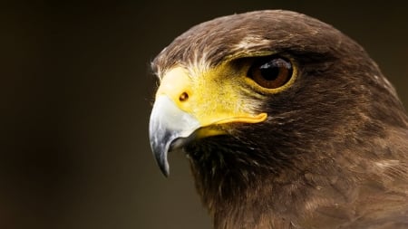 Australian Wedge Tailed Eagle - wildlife, austraila, eagle, birds