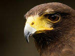 Australian Wedge Tailed Eagle