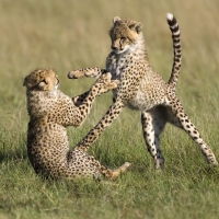 playful cheetahs
