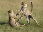 playful cheetahs