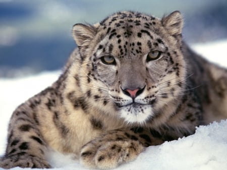 snow leopard - feline, leopard, cat, snow