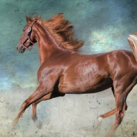 Brown Horse