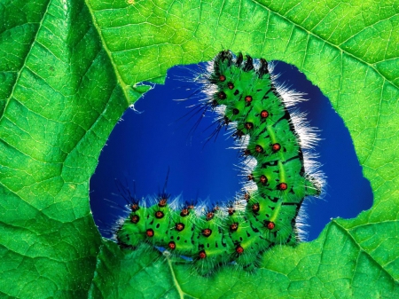 caterpillar - leaf, caterpillar, blue, green