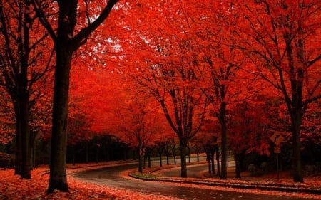 Red Autumn - fall, colors, trees, leaves