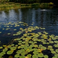 Swamp Bog