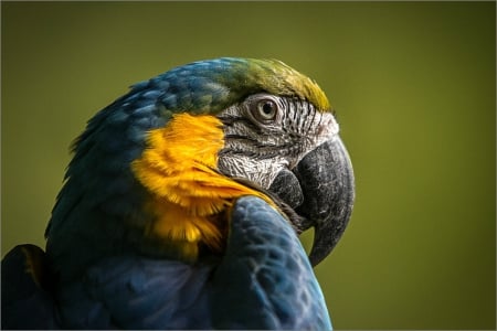 Parrot - animals, eyes, birds, parrot