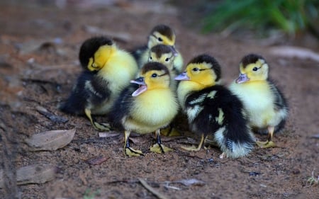 Ducklings - ducklings, fuzzy, babies, animals