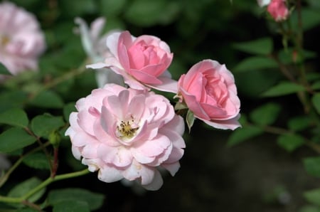 Pink Roses - beautiful, three, pink, rose