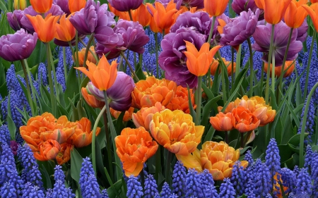 Beautiful Colors - purple, flowers, orange, colors, green