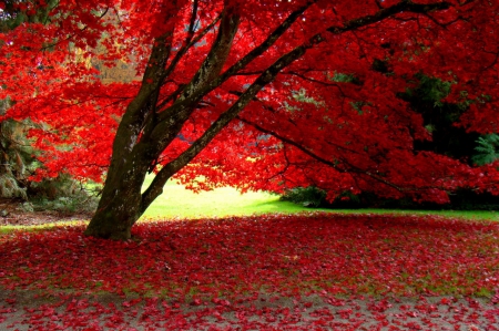 Red Autumn - fall, landscape, leaves, tree, colors