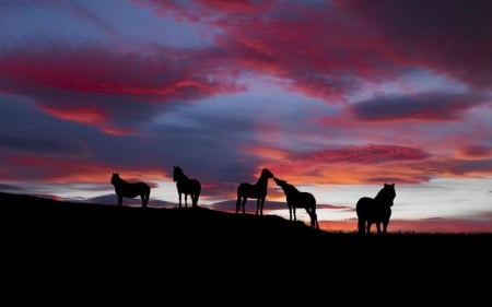 Nordic landscapes VII. - sky, wild horses, animals, sunset, horses, clouds, painted, dusk, scene, wildlife, landscape, shadows, wallpaper, nature, shade, hd, wilderness, horse, dawn, wild, sihlouette, sunrise