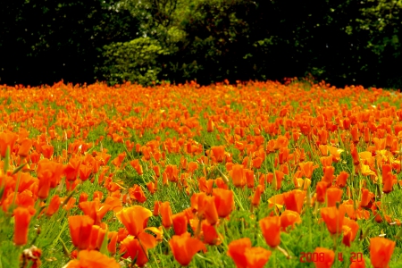 SUMMER FIELD - nature, summer, field, flowers