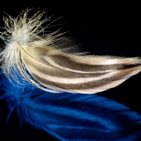 Feather