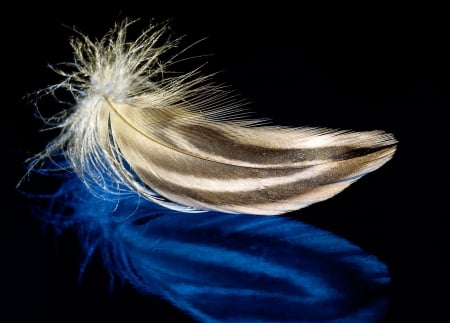 Feather - feather, nature, bird, peacock