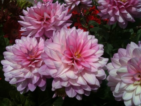 Delicate Pink Dahlia - flowers, fdahlia, delicate, pink