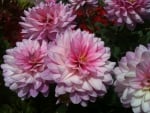 Delicate Pink Dahlia