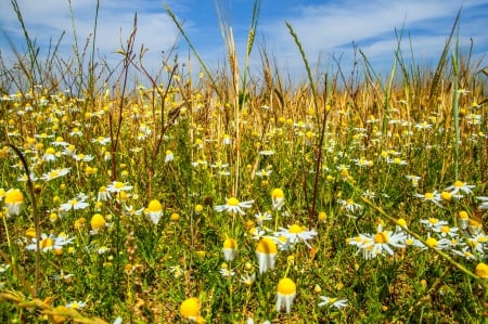 Chamomile - ears, chamomile, cereals, flowers