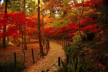 Forest at Fall - autumn, fence, trees, leaves, colors, path