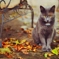 Autumn Kitty â™¥